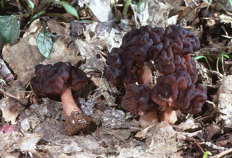 Gyromitra esculenta
